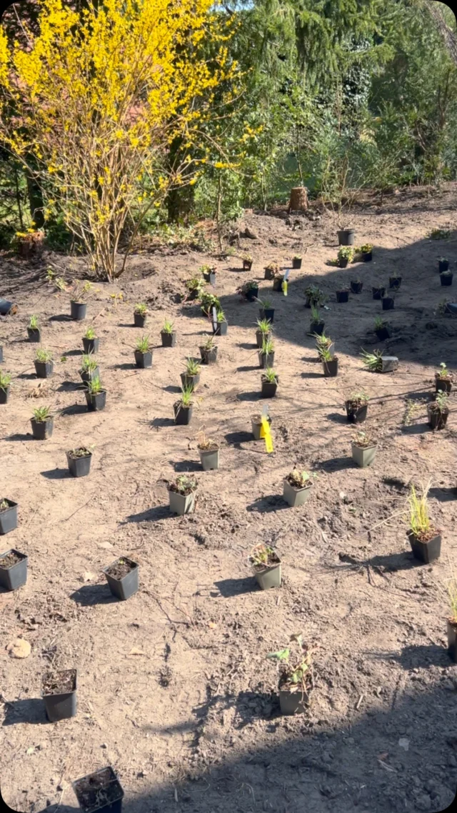 Ich bin gerade zurück aus Hamburg und habe diesen kleinen Garten fertig gemacht, den wir letztes Jahr geplant haben. Wie schön, dass es jetzt wieder mit den Pflanzarbeiten weitergeht. Ich bin schon gespannt, wie er sich im Sommer entwickelt.

#gartengestaltung #gartenliebe #gärten