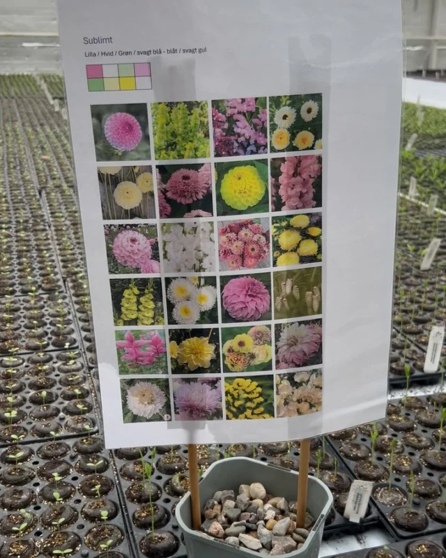 Hätte man ein großes Gewächshaus, würde man sich einen großen Blumengarten anlegen….
Vorfreude auf den Schnittblumen Garten von Schloss Egeskov  auf Fünen im Sommer 

#Blumengarten #Gartengestaltung #Gärten #Gartenliebe #gartenglück #dänemark #egeskov #egeskovslot